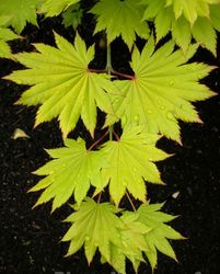 Acer Shirasawanum 'Aureum' — photo 2